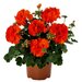 Зональная, кустовая пеларгония (герань) Green Idols Orange